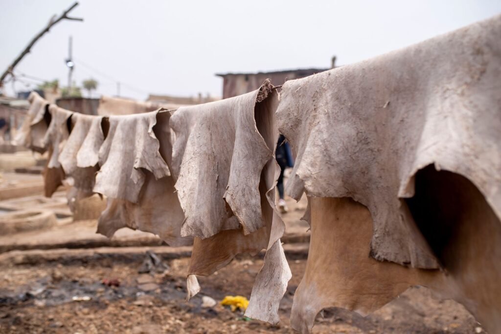Animal hides drying outdoors in a traditional tannery setting