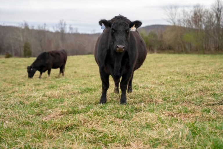 Two Black Angus cows grazing in a peaceful open field