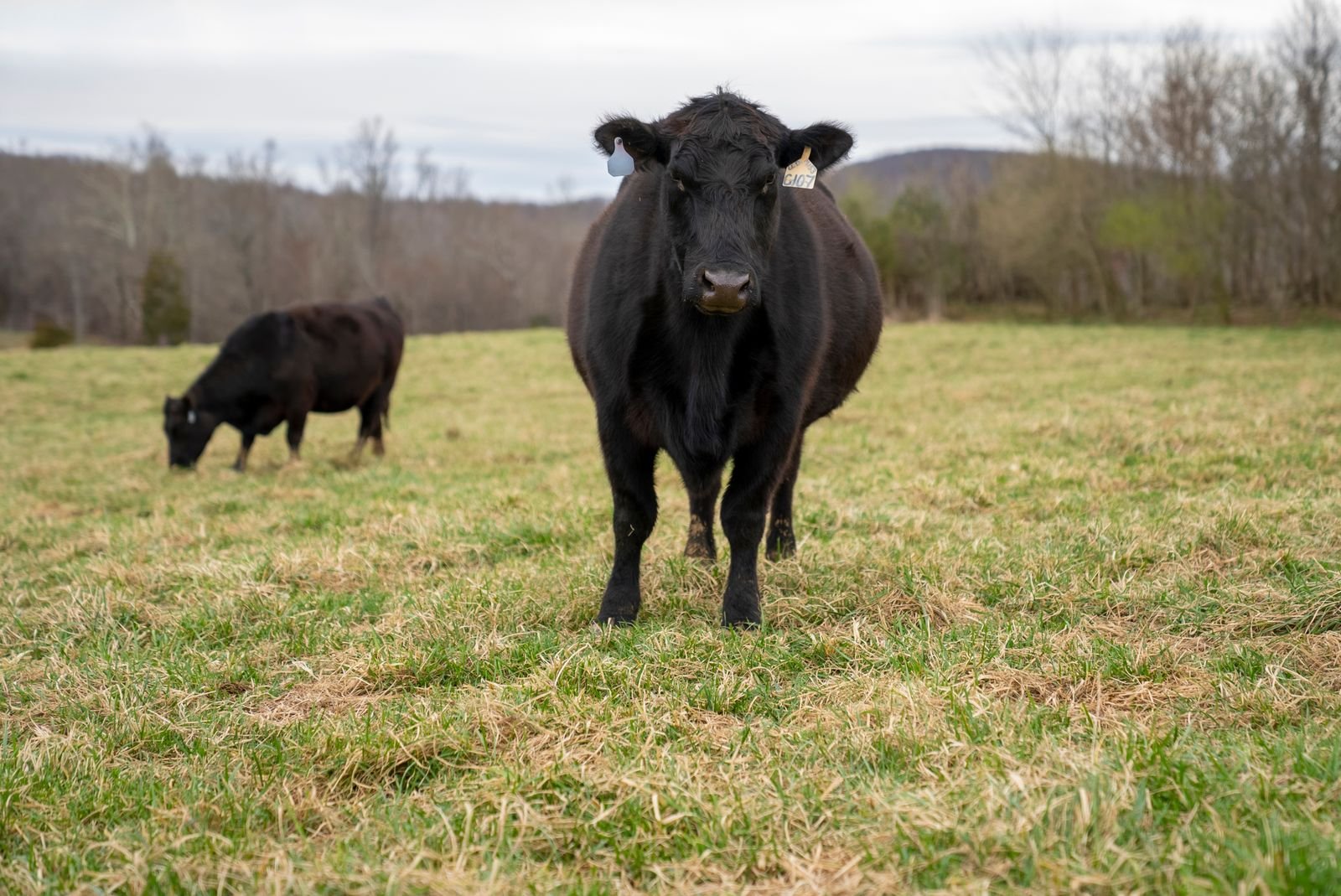Two Black Angus cows grazing in a peaceful open field