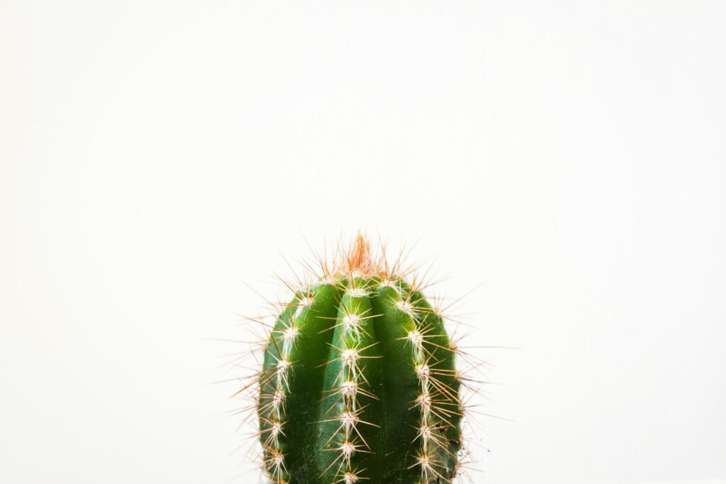 Close-up photo of a cactus against a white background