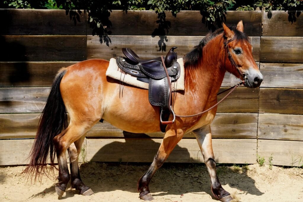 A chestnut horse with saddle and bridle stands in a sunlit setting