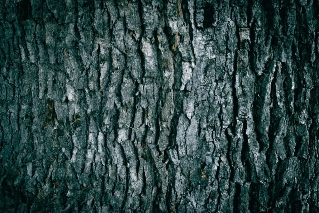 Close-up of detailed oak tree bark showcasing natural texture