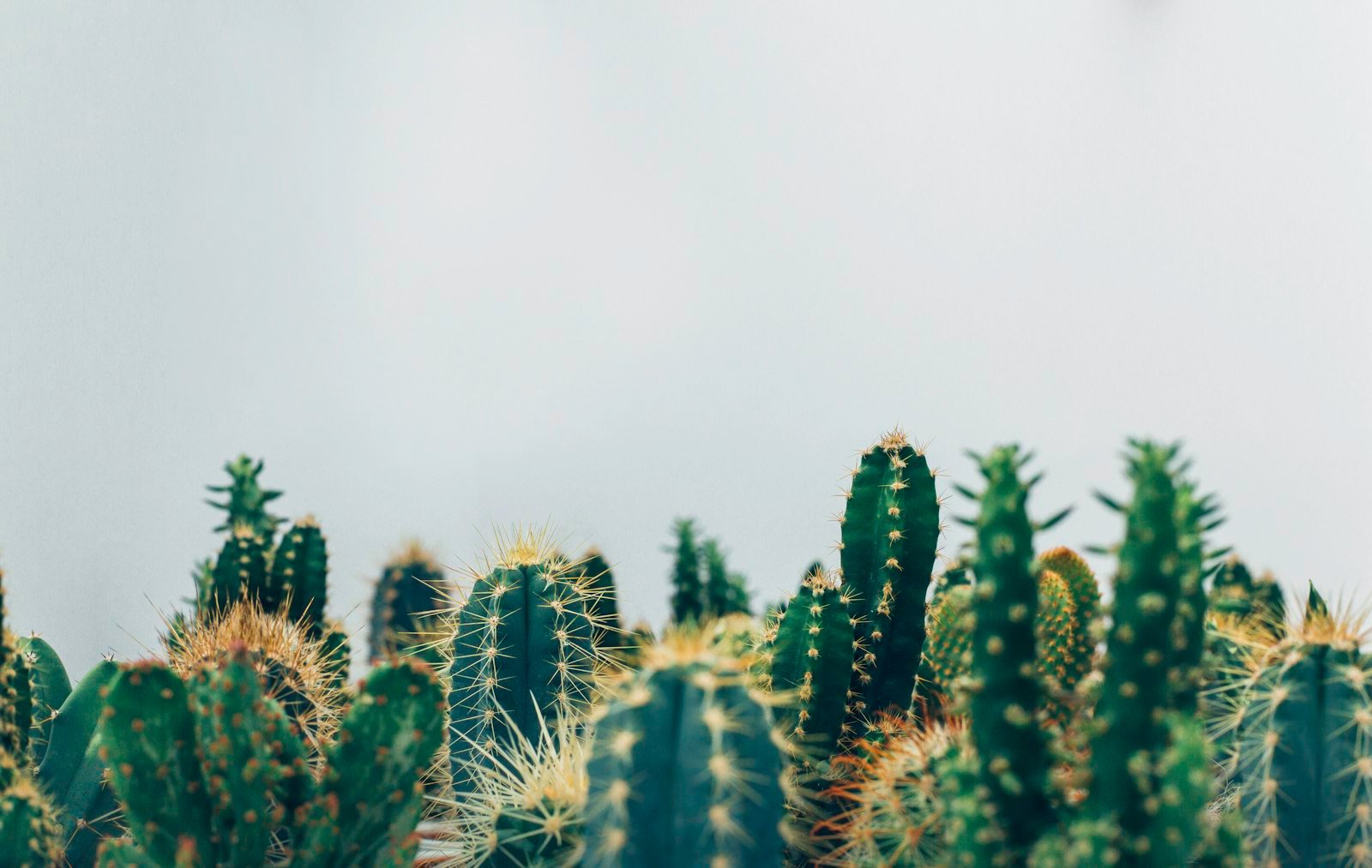 Close-up of green cacti, a source material for plant-based leather alternatives