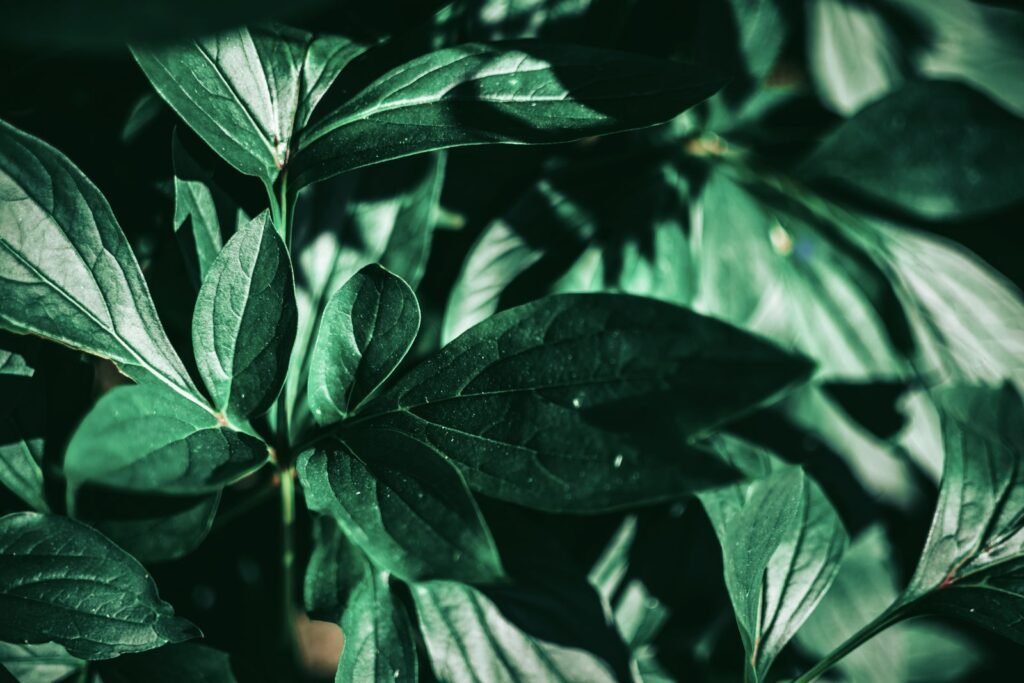 Detailed view of lush green leaves with rich texture