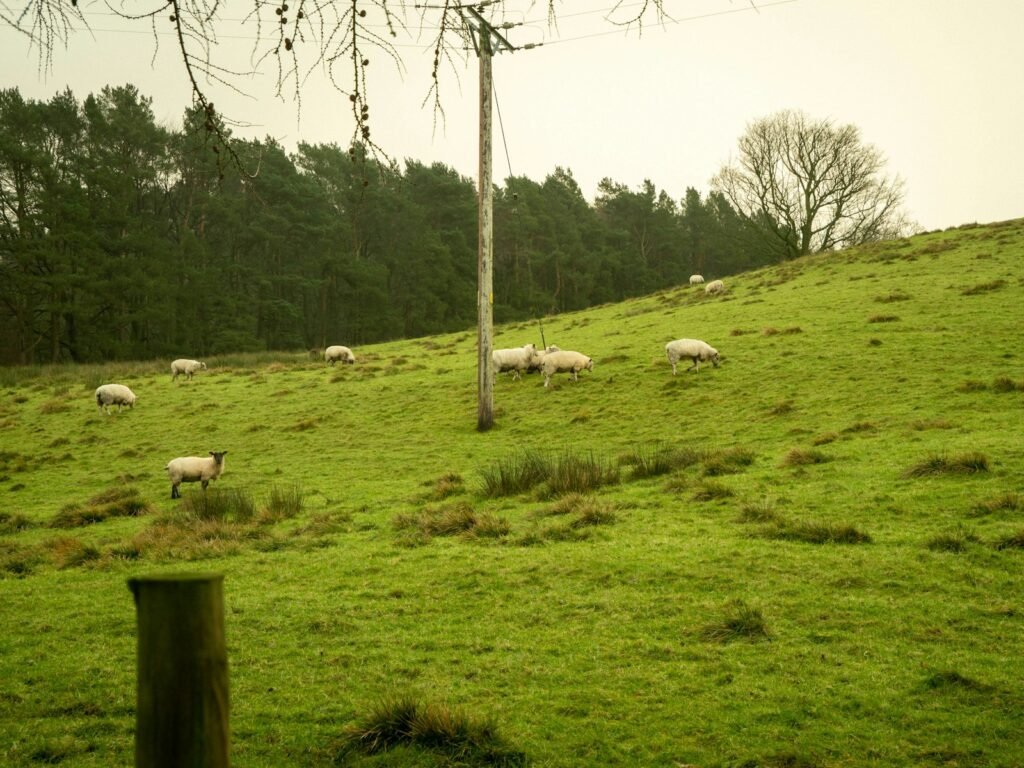 Sheep grazing on a grassy hillside in the English countryside