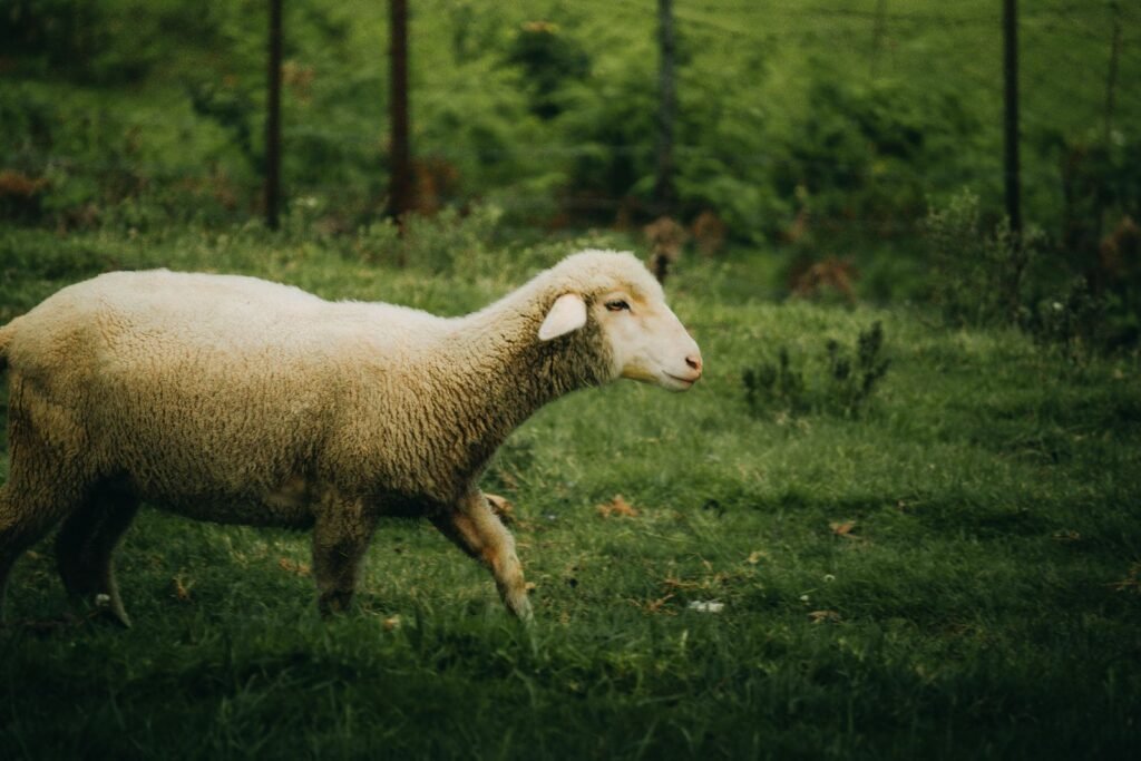 A peaceful image of a sheep grazing in a lush green meadow