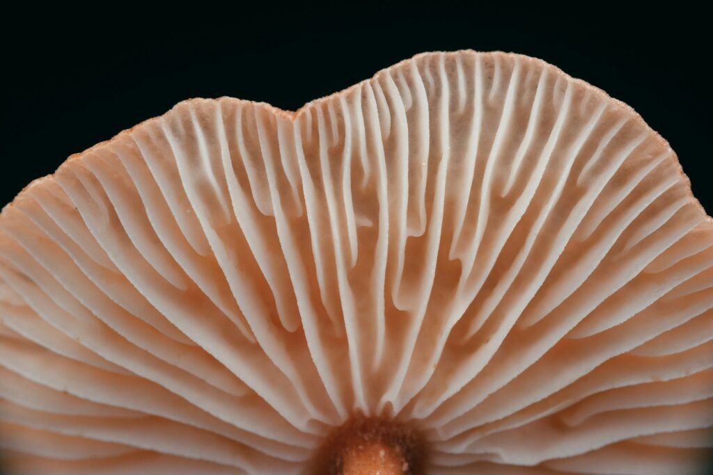 Close-up photography of a white and brown mushroom